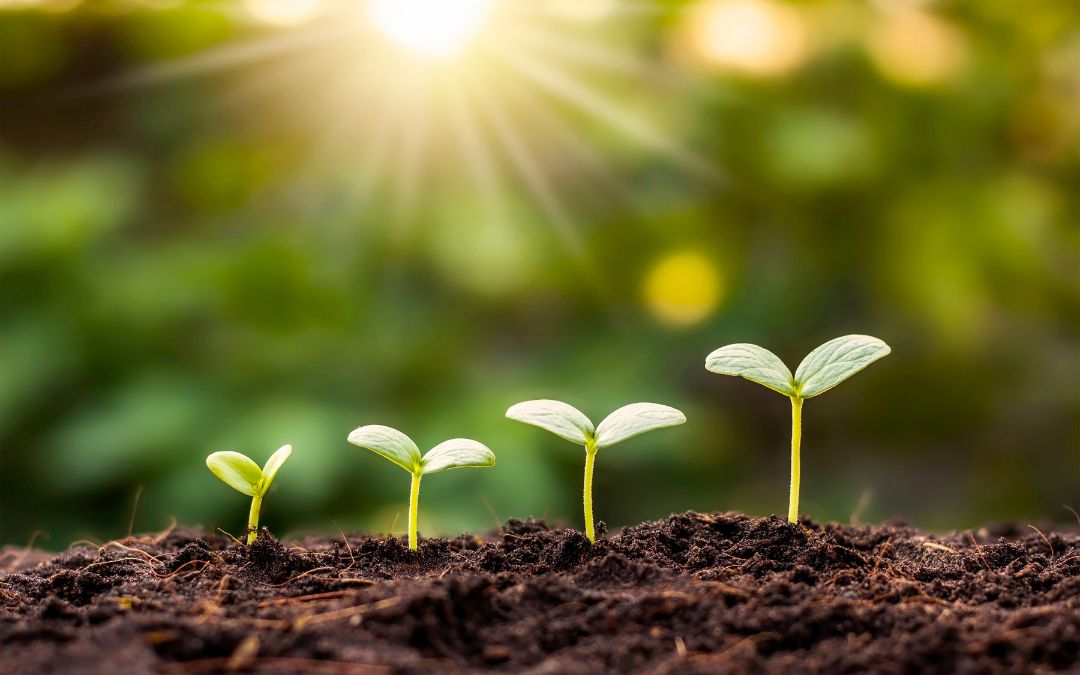 Ready to Thrive in 2025? Plant Your Seeds Now for a Strong Harvest